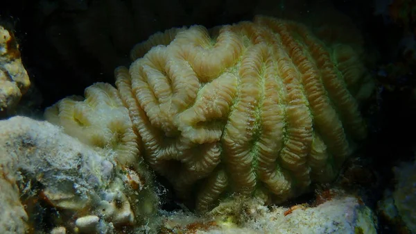 Coral Vale Menor Coral Cérebro Duro Platygyra Lamellina Close Submarino — Fotografia de Stock