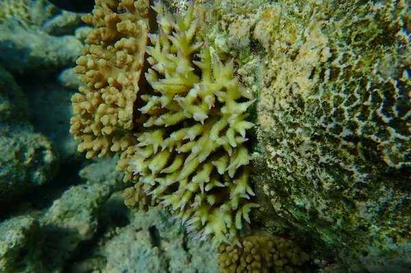 부드러운 Sclerophytum Leptoclados Bush Coral Seriatopora Hystrix Undersea Red Sea — 스톡 사진