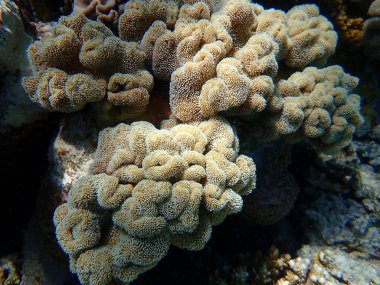 Pürüzlü deri mercan ya da mantar derisi mercan (Sarcophyton glaucum) denizaltı, Kızıldeniz, Mısır, Sharm El Sheikh, Nabq Bay