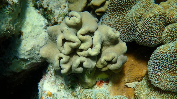 ラフな革サンゴやスツールレザーサンゴ サルコフィトングラウクム エジプト シャームエルシェイク ナベク湾 — ストック写真