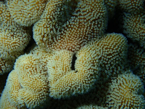 Coral Couro Duro Coral Couro Toadstool Sarcophyton Glaucum Submarino Mar — Fotografia de Stock