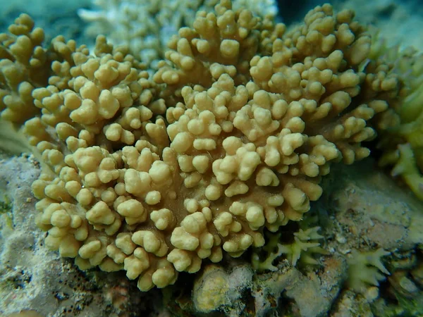 Parmak Uçlu Yumuşak Mercan Sclerophytum Leptoclados Denizaltı Kızıl Deniz Mısır — Stok fotoğraf