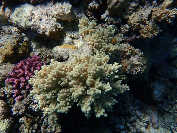 Fingerflikig Mjuk Korall Sclerophytum Leptoclados Vatten Röda Havet Egypten Sharm — Stockfoto