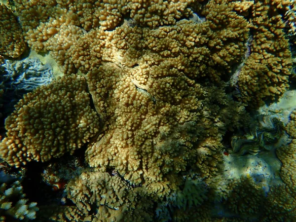 Мягкие Кораллы Лопастями Sclerophytum Leptoclados Водой Красное Море Египет Шарм — стоковое фото