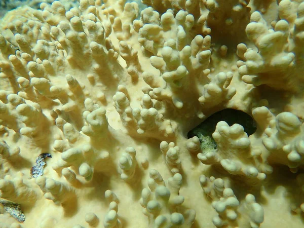 Coral Macio Lobado Pelos Dedos Sclerophytum Leptoclados Submarino Mar Vermelho — Fotografia de Stock