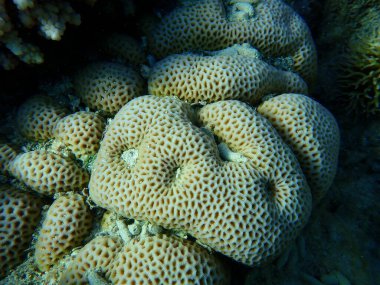 Küçük yıldız mercanı (Goniastrea edwardsi) denizaltı, Kızıl Deniz, Mısır, Sharm El Sheikh, Nabq Körfezi