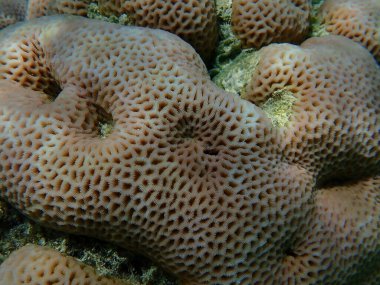 Küçük yıldız mercanı (Goniastrea edwardsi) denizaltı, Kızıl Deniz, Mısır, Sharm El Sheikh, Nabq Körfezi