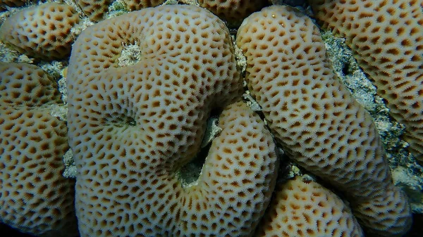 Lesser Star Coral Goniastrea Edwardsi Undersea Red Sea Egypt Sharm — Stock Photo, Image