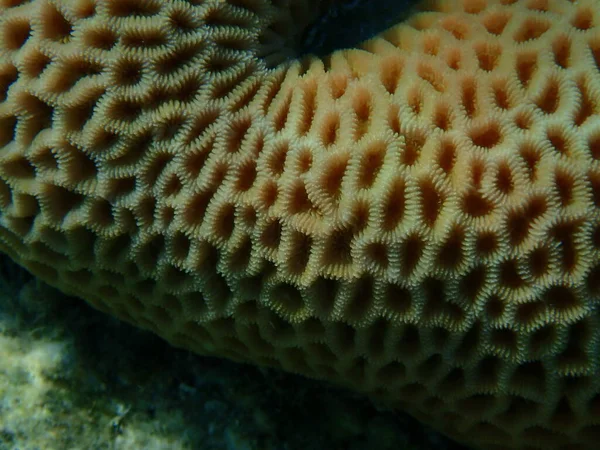 Коралловые Рифы Goniastrea Edwarfeli Водой Красное Море Египет Шарм Эль — стоковое фото