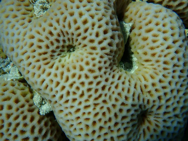 Коралловые Рифы Goniastrea Edwarfeli Водой Красное Море Египет Шарм Эль — стоковое фото