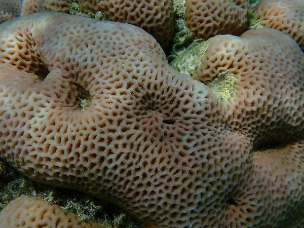 Gwiezdny Koralowiec Podmorski Goniastrea Edwardsi Morze Czerwone Egipt Sharm Sheikh — Zdjęcie stockowe