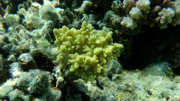 Coral Brócolis Litophyton Arboreum Submarino Mar Vermelho Egito Sharm Sheikh — Fotografia de Stock