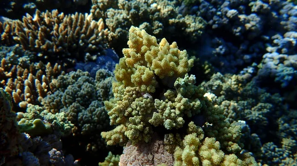 Broccoli Coral Litophyton Arboreum Vatten Röda Havet Egypten Sharm Sheikh — Stockfoto