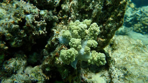 Coral Brócolis Litophyton Arboreum Submarino Mar Vermelho Egito Sharm Sheikh — Fotografia de Stock