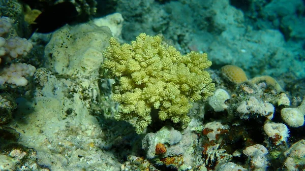 Corail Brocoli Litophyton Arboreum Sous Marin Mer Rouge Égypte Charm — Photo