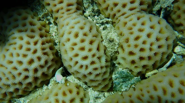 Lesser Star Coral Goniastrea Edwardsi Close Υποθαλάσσια Ερυθρά Θάλασσα Αίγυπτος — Φωτογραφία Αρχείου