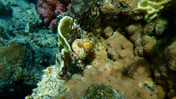 Escargot Mer Maculé Coquille Supérieure Escargot Maculé Trochus Maculatus Sous — Photo