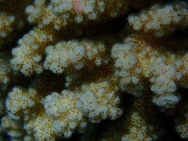 Taşlı mercan ahşap mercan, ya da karnabahar mercanı, tokmak boynuzlu mercan (Pocillopora verrucosa) yakın plan sualtı, Kızıl Deniz, Mısır, Sharm El Sheikh, Nabq Körfezi