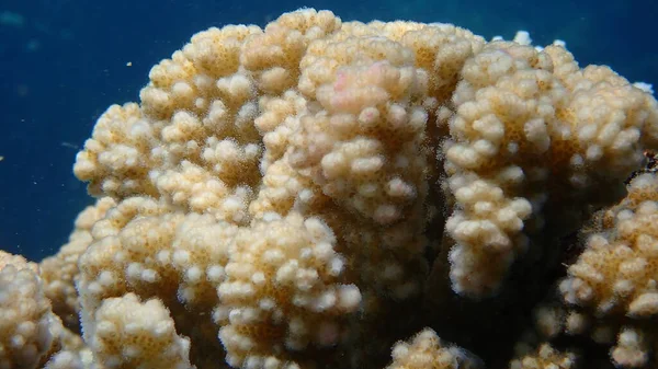 Stony Κοράλλι Rasp Κοράλλι Κοράλλι Κουνουπίδι Πόμολο Κέρατο Κοράλλι Pocillopora — Φωτογραφία Αρχείου