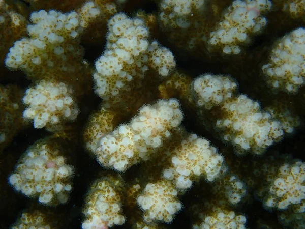 Corail Caillouteux Corail Corail Chou Fleur Corail Cornes Molles Pocillopora — Photo
