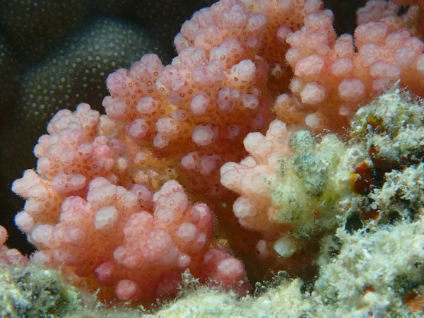 Koralowiec Kamienny Koralowiec Kalafior Koralowiec Pocillopora Verrucosa Bliska Podmorski Morze — Zdjęcie stockowe