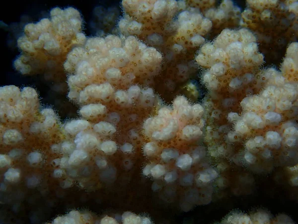 Taşlı Mercan Ahşap Mercan Karnabahar Mercanı Tokmak Boynuzlu Mercan Pocillopora — Stok fotoğraf