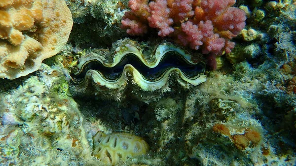 Bivalf yumuşakça maksima ya da küçük dev istiridye (Tridacna maxima) denizaltı, Kızıldeniz, Mısır, Sharm El Sheikh, Nabq Bay