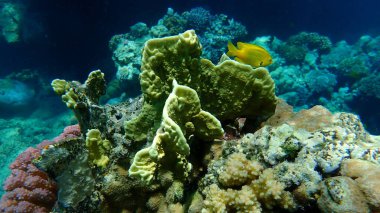 Çarşaf ateş mercanı veya bıçak mercanı, plaka ateş mercanı (Millepora platyphylla) deniz altı, Kızıl Deniz, Mısır, Sharm El Sheikh, Nabq Bay