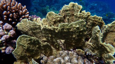 Çarşaf ateş mercanı veya bıçak mercanı, plaka ateş mercanı (Millepora platyphylla) deniz altı, Kızıl Deniz, Mısır, Sharm El Sheikh, Nabq Bay
