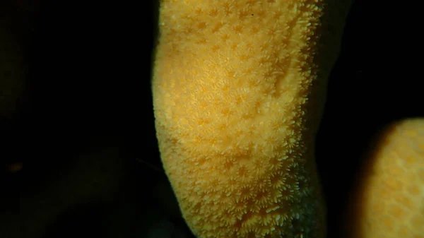 Pomo Coral Goniastrea Stelligera Primer Plano Bajo Mar Mar Rojo — Foto de Stock