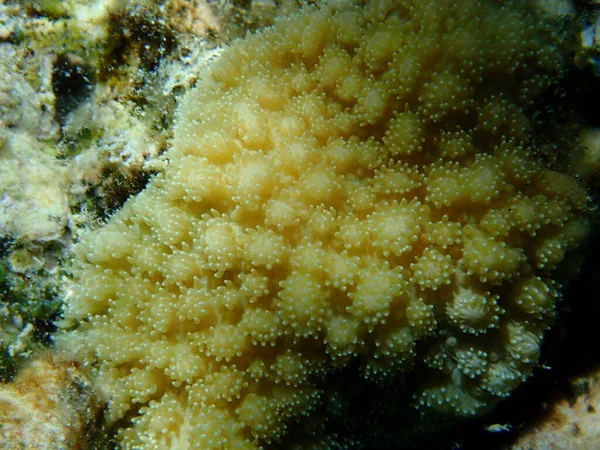 ストーニーサンゴ礁 Hydnophora Microconos 近くの海底 エジプト シャルム シェイク ナベク湾 — ストック写真