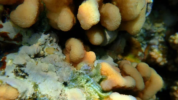 Başlıklı Mercan Stylophora Wellsi Denizaltı Kızıl Deniz Mısır Sharm Sheikh — Stok fotoğraf