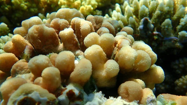 Hood Coral Stylophora Wellsi Submarino Mar Vermelho Egito Sharm Sheikh — Fotografia de Stock