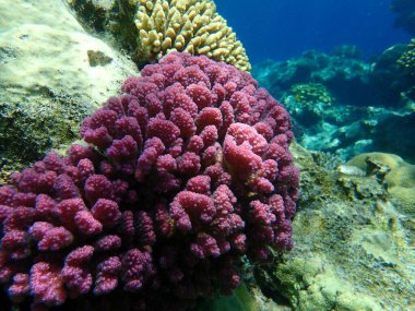 Taşlı mercan ahşap mercan ya da karnabahar mercanı, tokmak boynuzlu mercan (Pocillopora verrucosa) denizaltı, Kızıldeniz, Mısır, Sharm El Sheikh, Nabq Körfezi