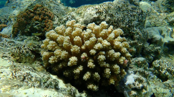 Koralowiec Kamienny Koralowiec Kalafior Koralowiec Pocillopora Verrucosa Podmorski Morze Czerwone — Zdjęcie stockowe