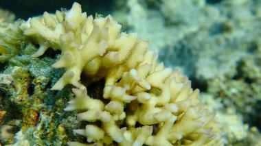 Bush mercanı ya da dikenli sıra mercan, iğne mercanı (Seriatopora hystrix) yakın plan sualtı, Kızıl Deniz, Mısır, Sharm El Sheikh, Nabq Körfezi
