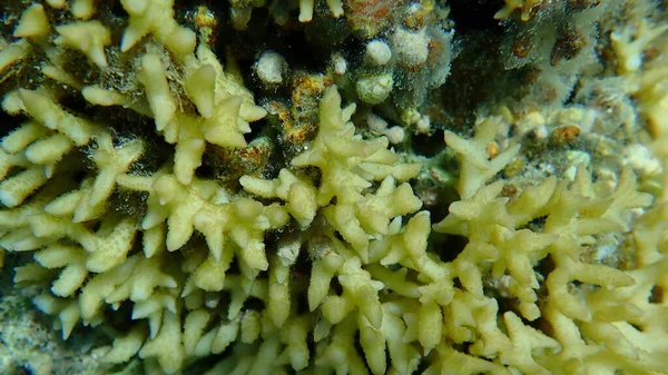 Bush Korall Vagy Tüskés Sor Korall Korall Seriatopora Hystrix Közelkép — Stock Fotó