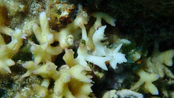 Boskoraal Stekelig Koraal Naaldkoraal Seriatopora Hystrix Close Onderzees Rode Zee — Stockfoto