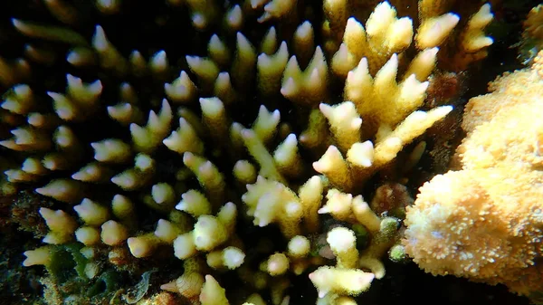 Bush Mercanı Dikenli Sıra Mercan Iğne Mercanı Seriatopora Hystrix Yakın — Stok fotoğraf