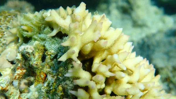 Bush Coral Spiny Row Coral Needle Coral Seriatopora Hystrix Close — Stock Photo, Image