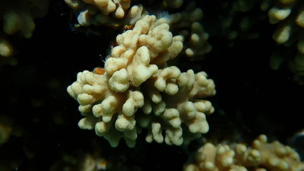 Fingerflikig Mjuk Korall Sclerophytum Leptoclados Närbild Havet Röda Havet Egypten — Stockfoto