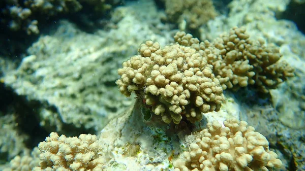 沙姆沙伊赫 纳布克湾等地的特写软珊瑚 硬脂类脚爪珊瑚 — 图库照片
