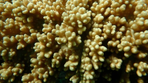 Coral Macio Lobado Pelos Dedos Sclerophytum Leptoclados Close Submarino Mar — Fotografia de Stock