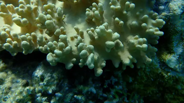 沙姆沙伊赫 纳布克湾等地的特写软珊瑚 硬脂类脚爪珊瑚 — 图库照片