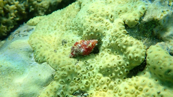 Sea Snail Septa Marerubrum Rubber Coral Rubbery Zoanthid Encrusting Zoanthid — Stock Photo, Image