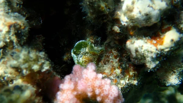 Zielone Algi Dictyosphaeria Cavernosa Podmorskie Morze Czerwone Egipt Sharm Sheikh — Zdjęcie stockowe