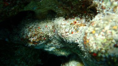 Orange-red boring sponge (Cliona carteri) undersea, Red Sea, Egypt, Sharm El Sheikh, Nabq Bay clipart