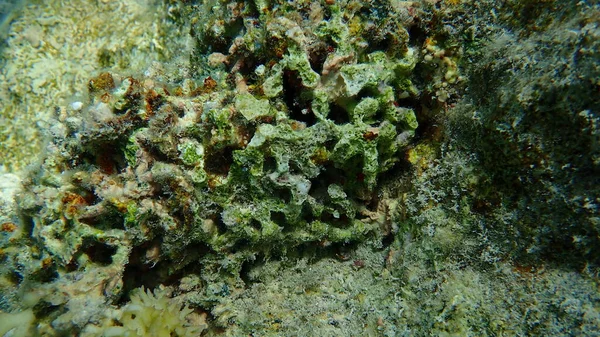 死珊瑚海底 沙姆沙伊赫 纳布克湾 — 图库照片