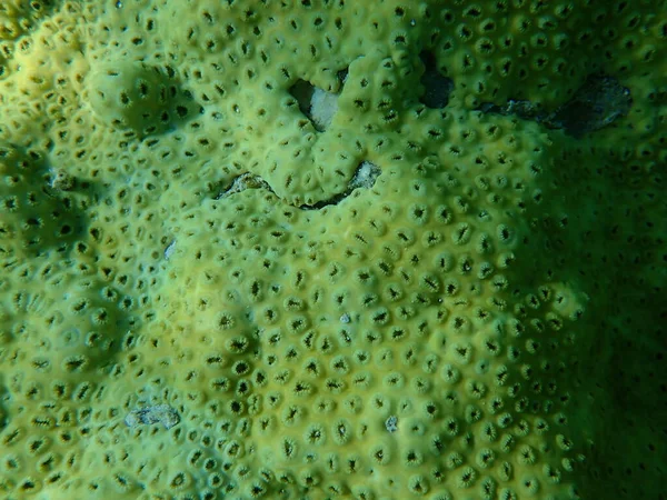橡胶珊瑚或橡胶状的动物炭疽 海底压扁的动物炭疽 Palythoa Tutuberculosis Osa 沙姆沙伊赫 纳布克湾 — 图库照片