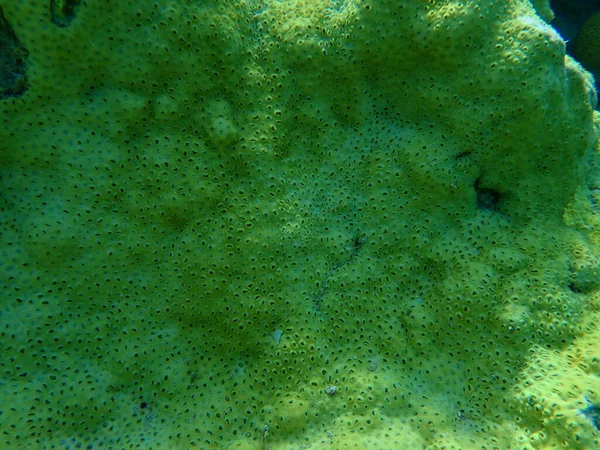 橡胶珊瑚或橡胶状的动物炭疽 海底压扁的动物炭疽 Palythoa Tutuberculosis Osa 沙姆沙伊赫 纳布克湾 — 图库照片